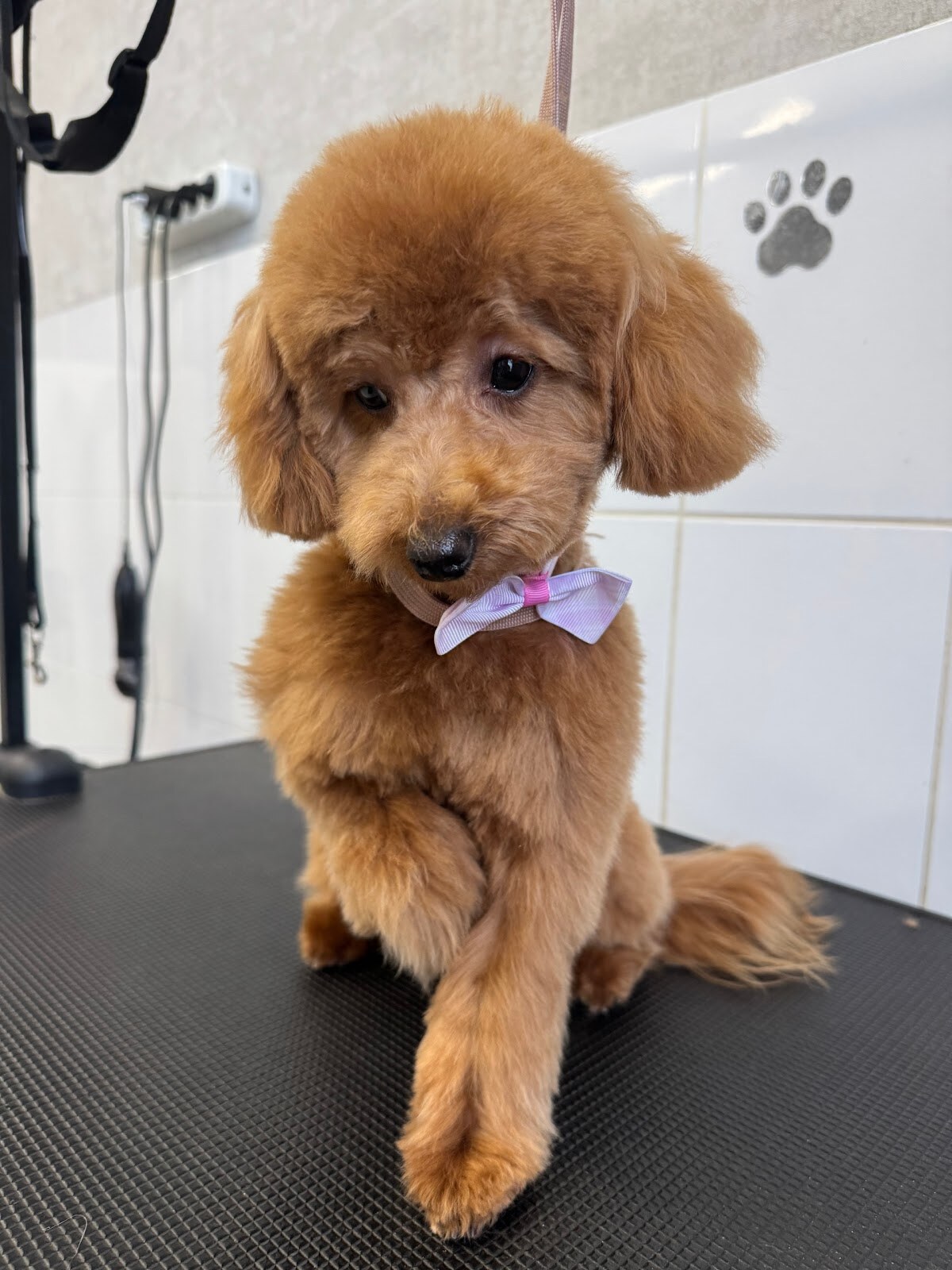Грумінг Салон Soloma Pet