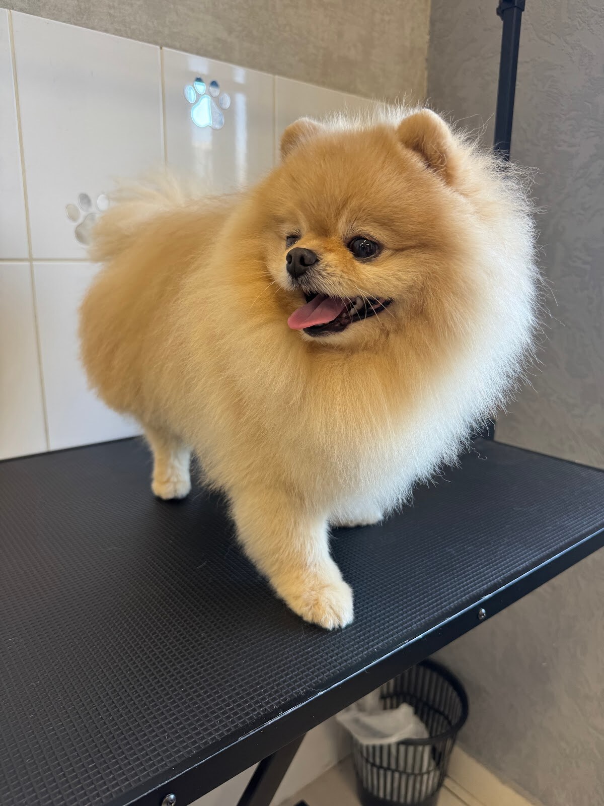 Грумінг Салон Soloma Pet