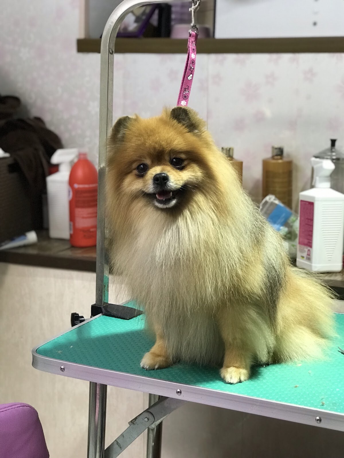 Груминг салон Master dog