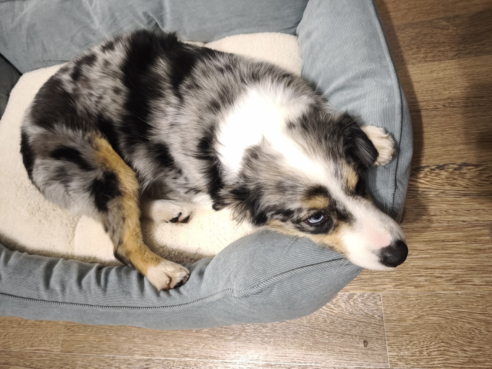Vet Life Clinic на Гагаріна
