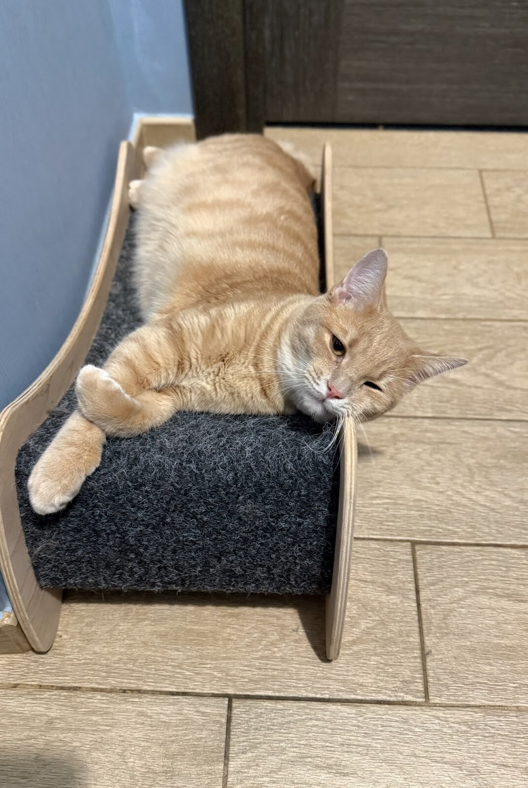 Pet Kultura