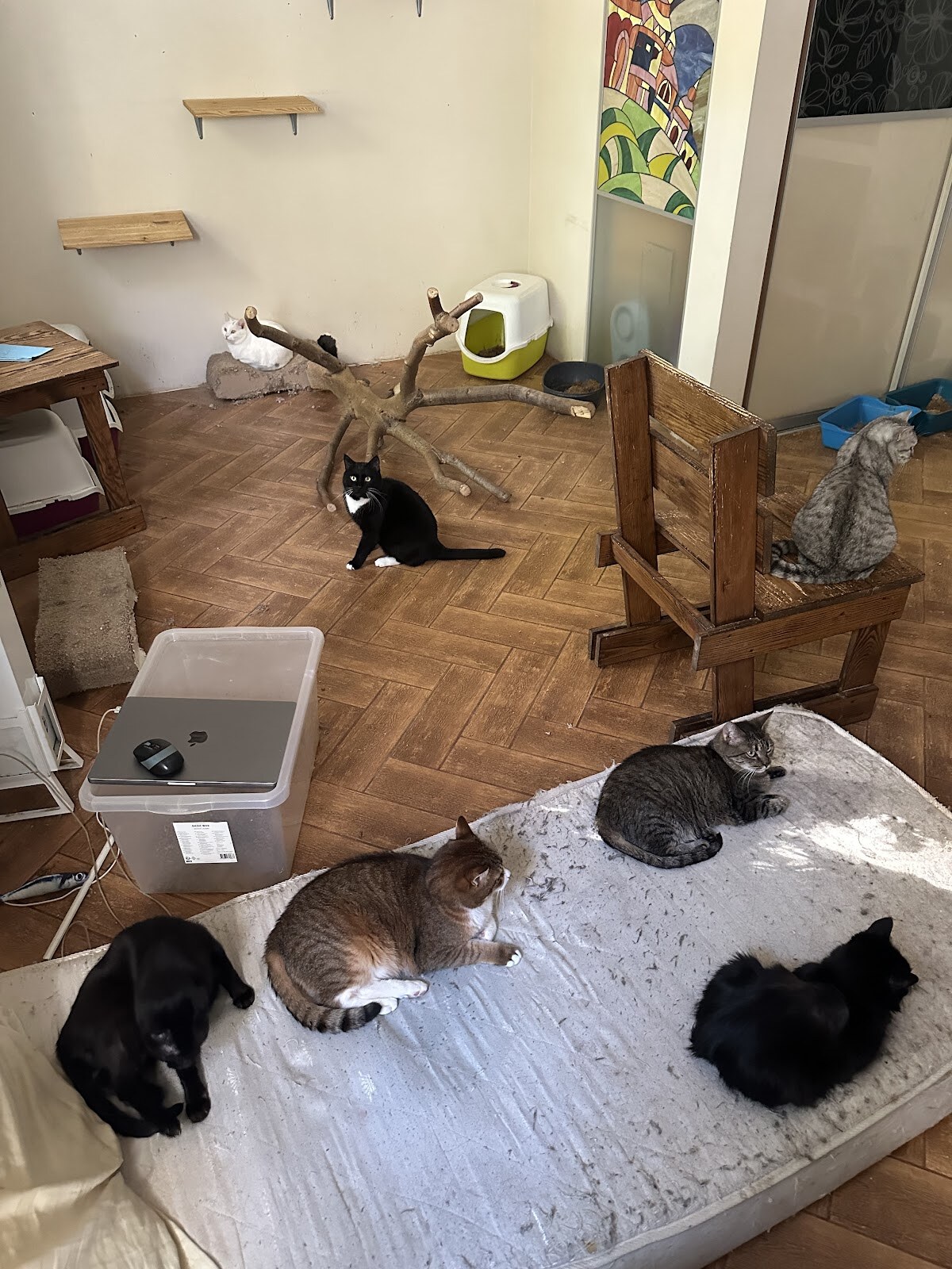 Мяурум - Meowroom