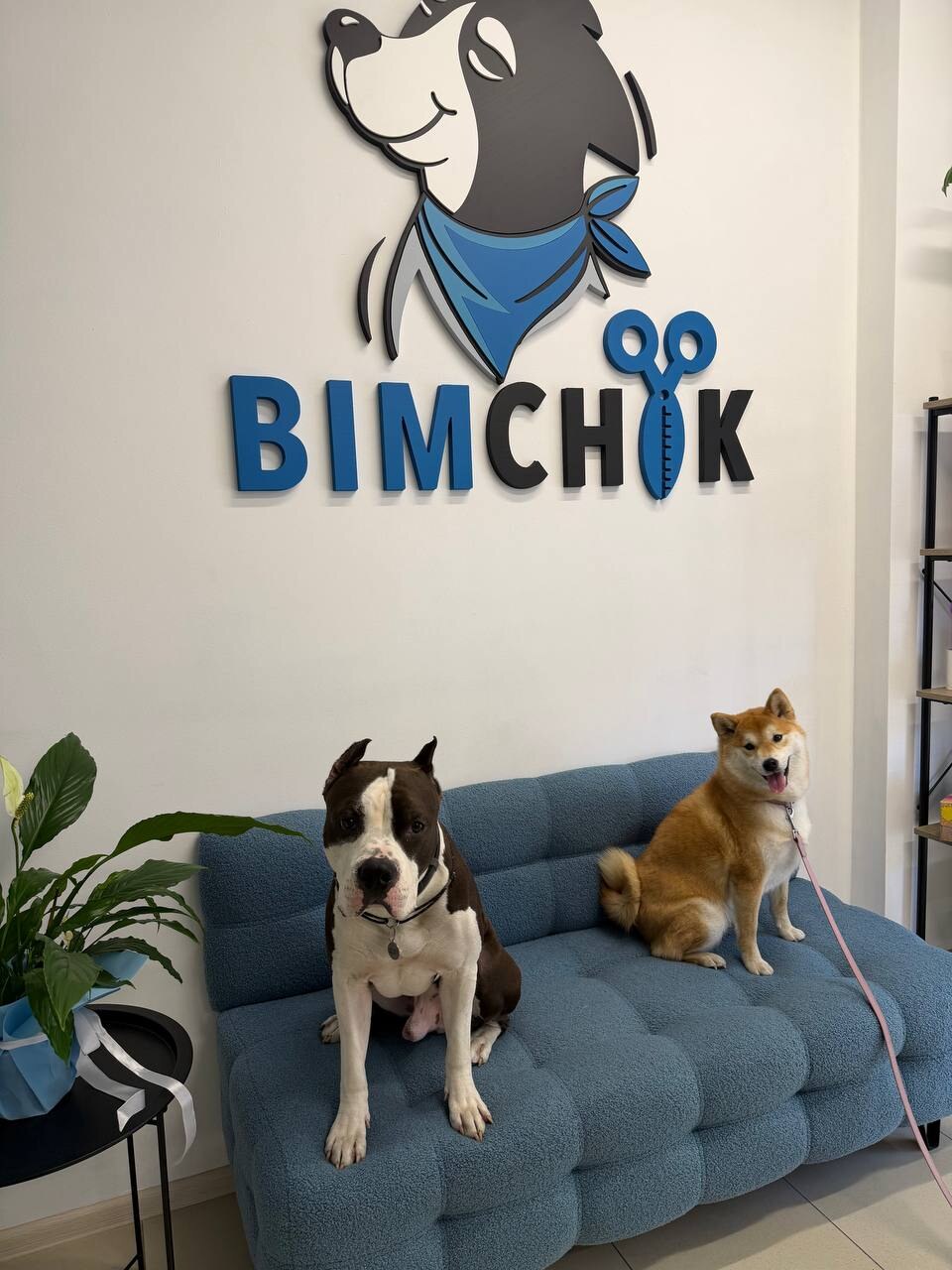 Bimchik