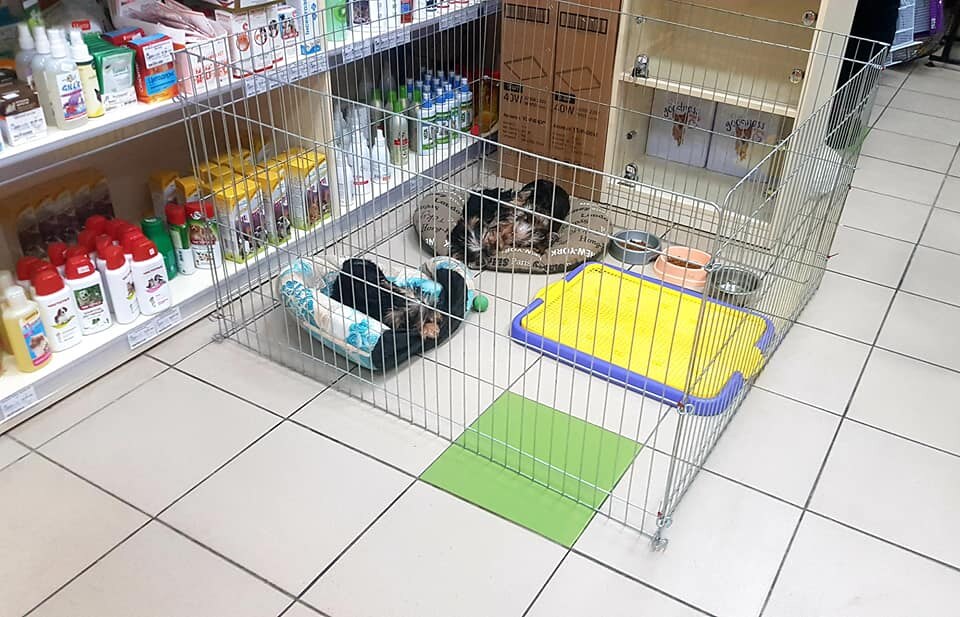 ZOOлогия