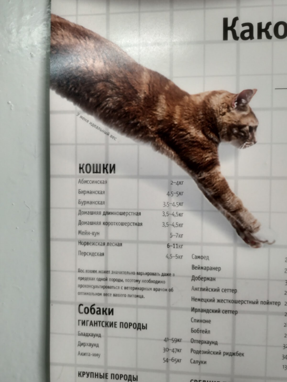 ВЕТЕРИНАРНА КЛІНІКА ОДЕСЬКОГО ЦИРКУ