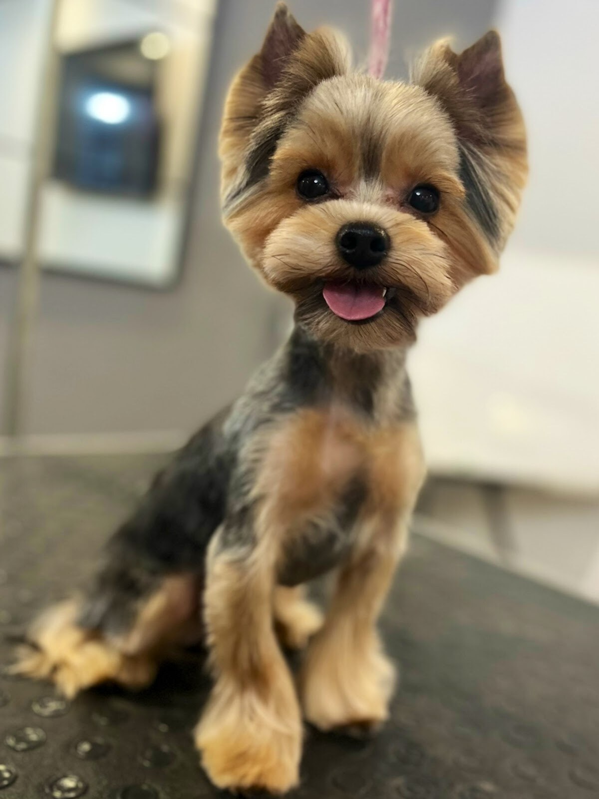 BonBon DOG SPA мережа грумінг салонів