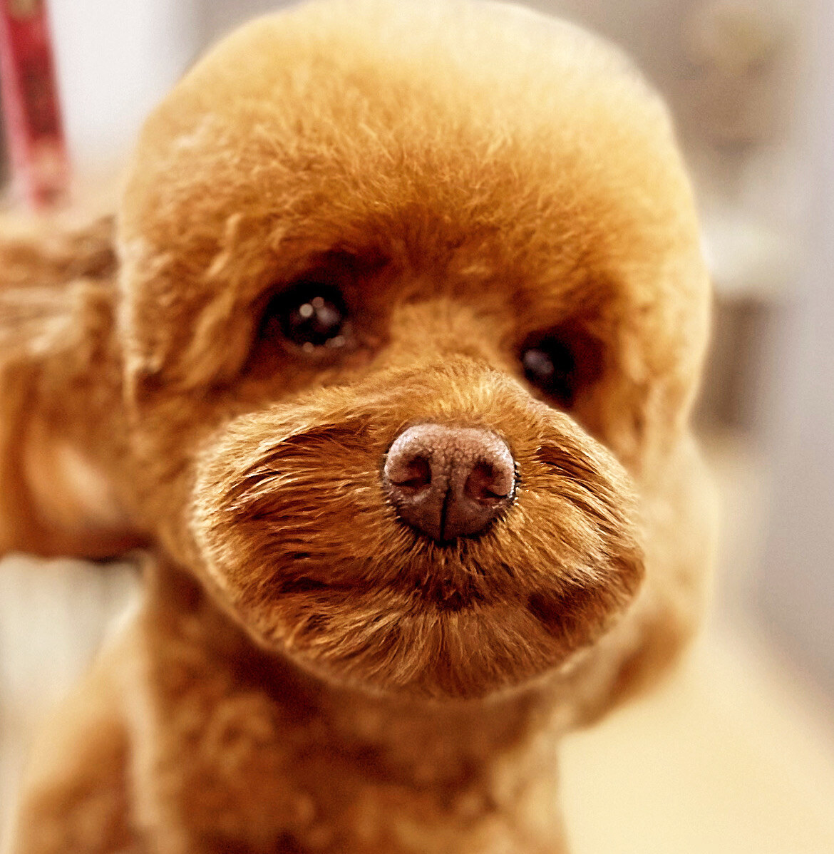 BonBon DOG SPA мережа грумінг салонів