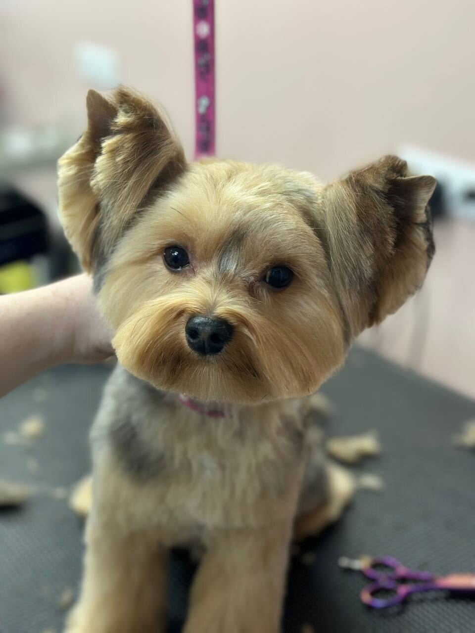 Bloom groom