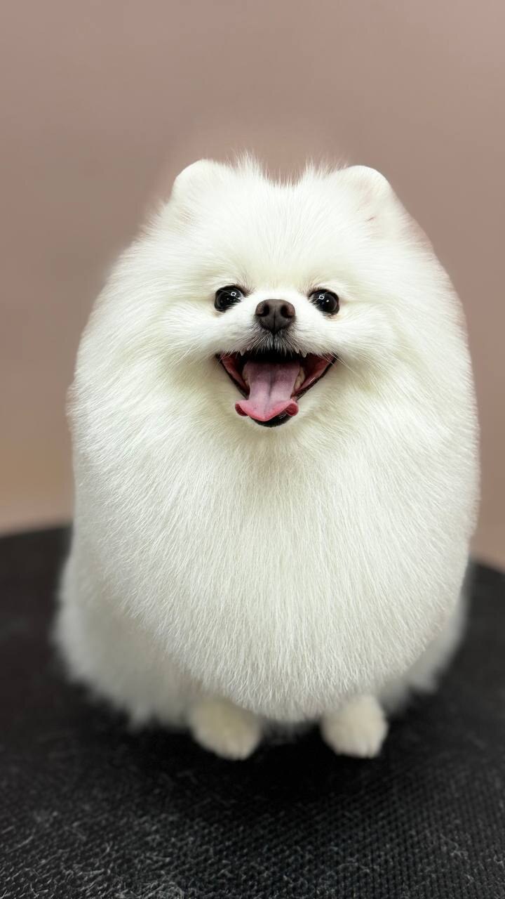 Bloom groom