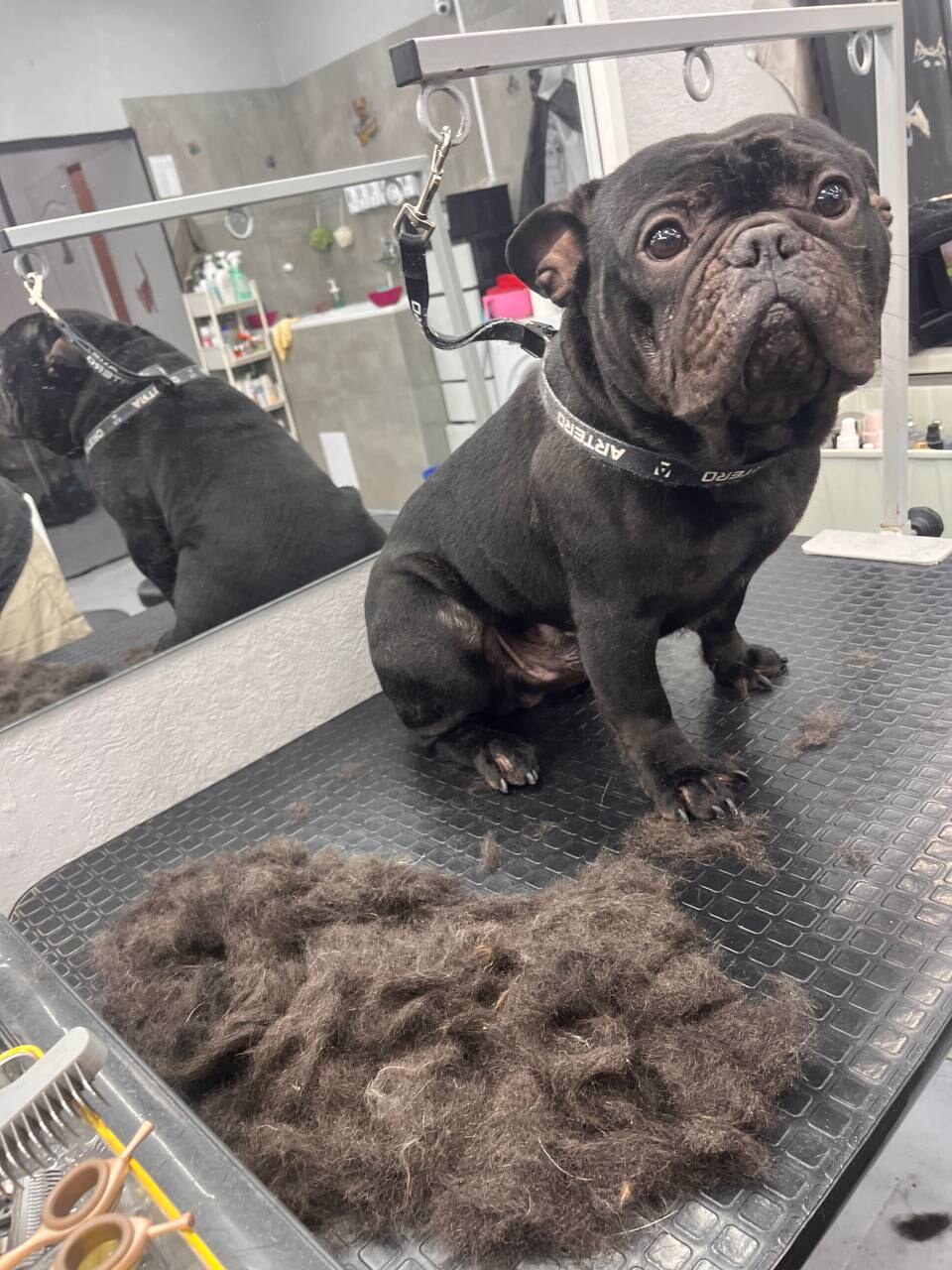 EvaLiza Grooming Salon