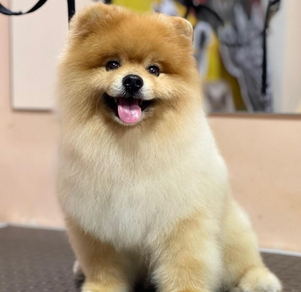 Груминг салон BarberDog, Зоомагазин Зоомир