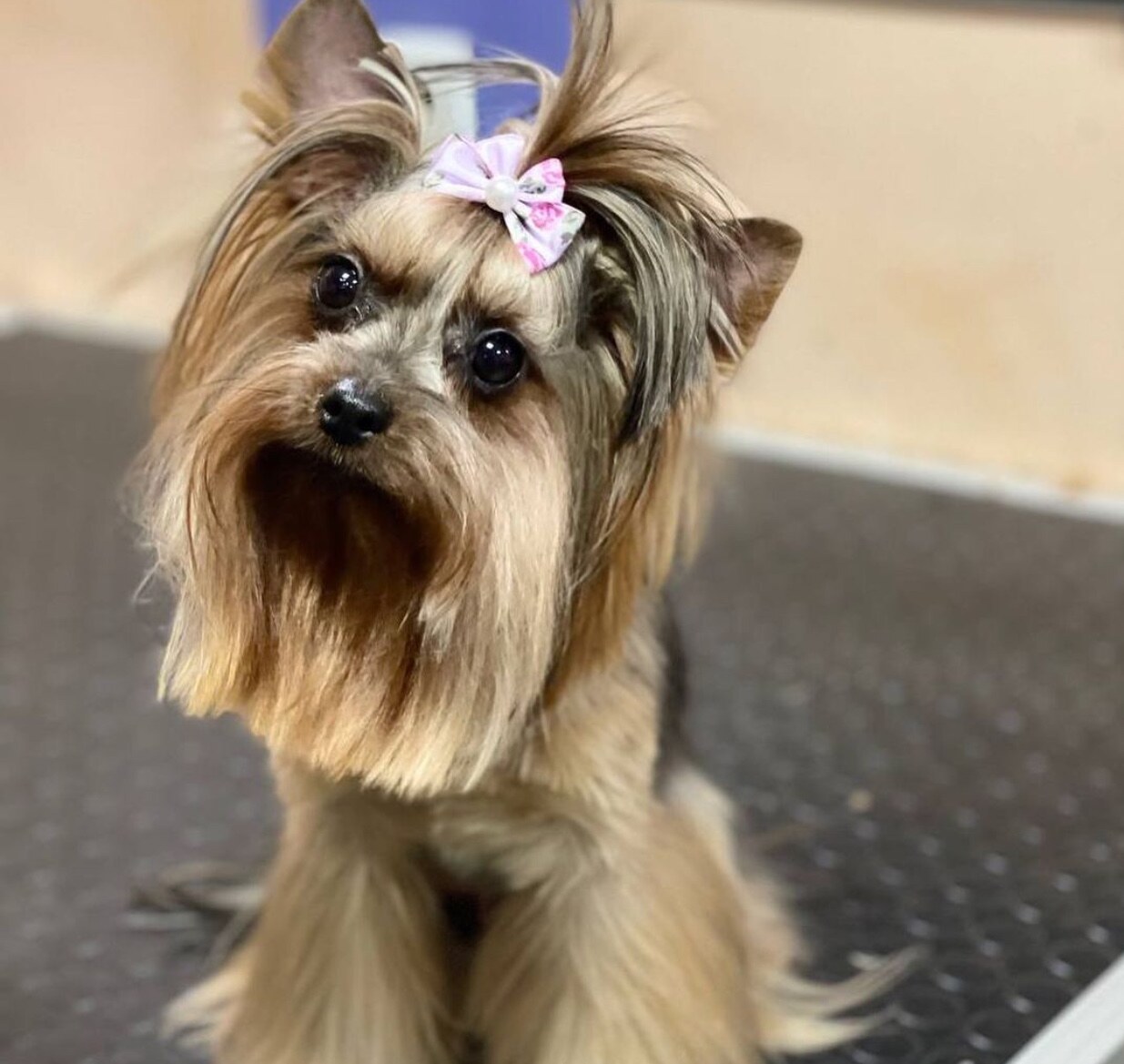 Груминг салон BarberDog, Зоомагазин Зоомир