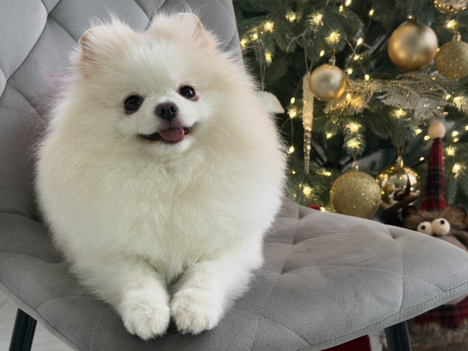 PetStyle