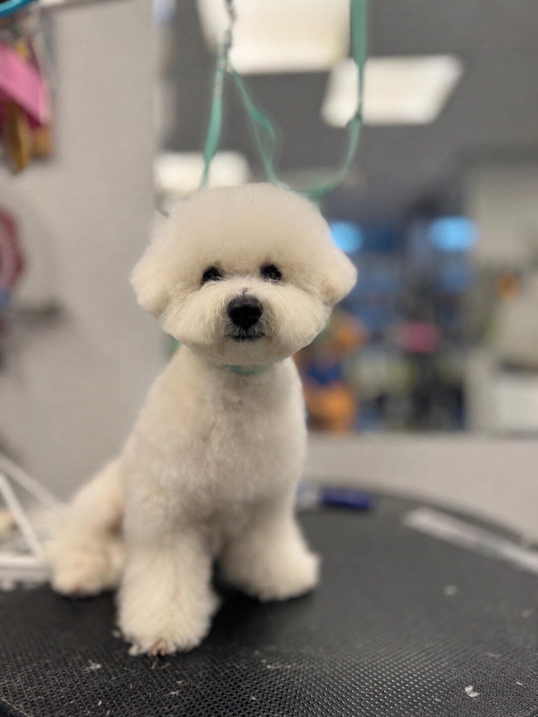 PetStyle