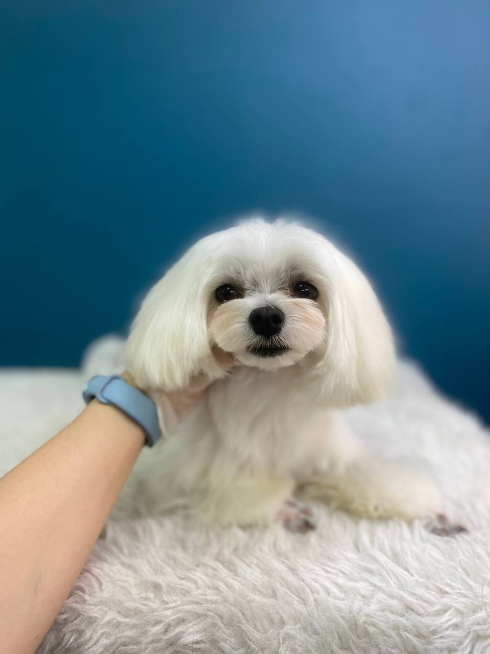 Muffin Grooming