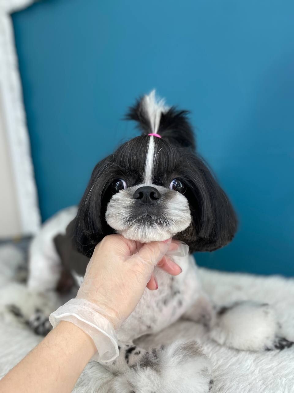 Muffin Grooming