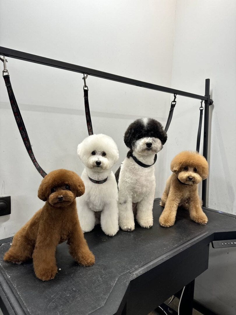 PORODA - grooming salon