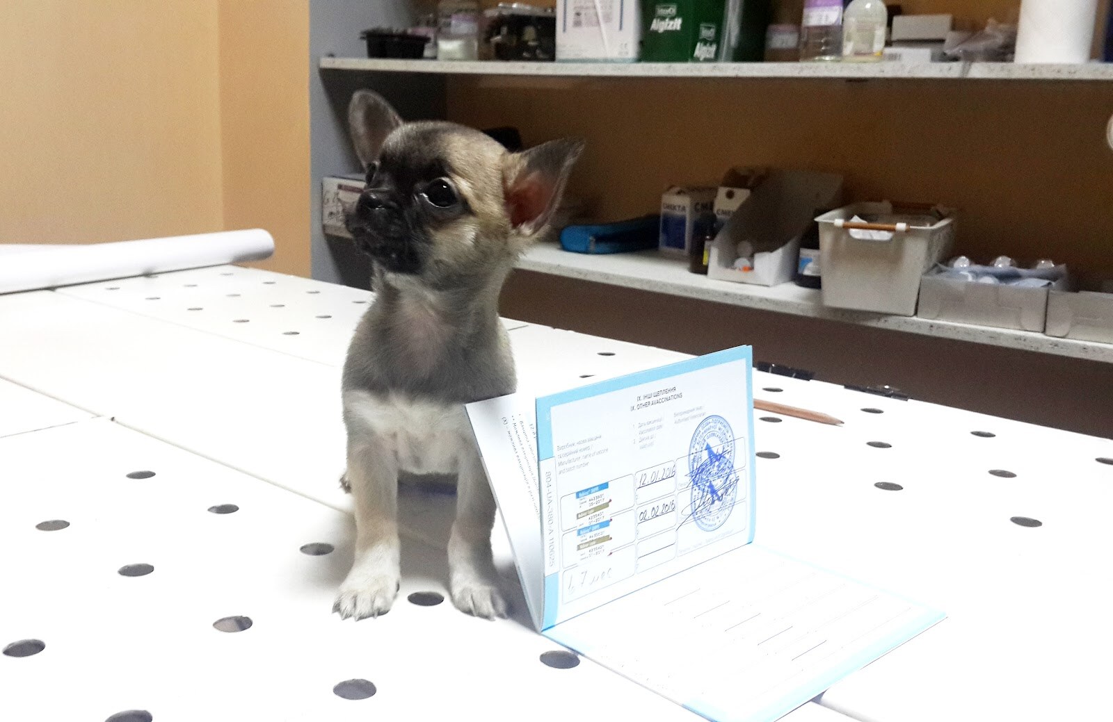 Ветеринарна клініка VetDnepr
