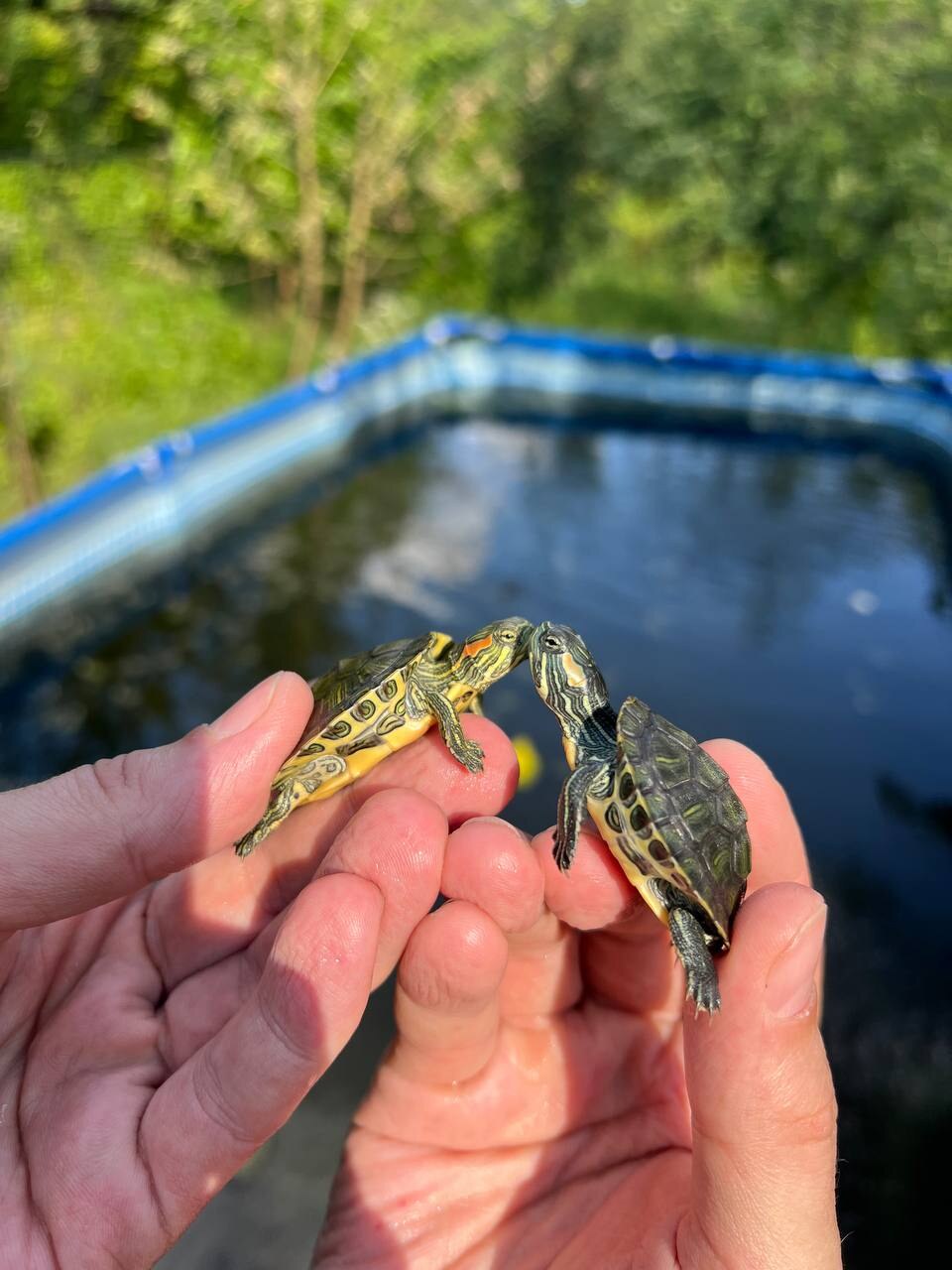 TropFish