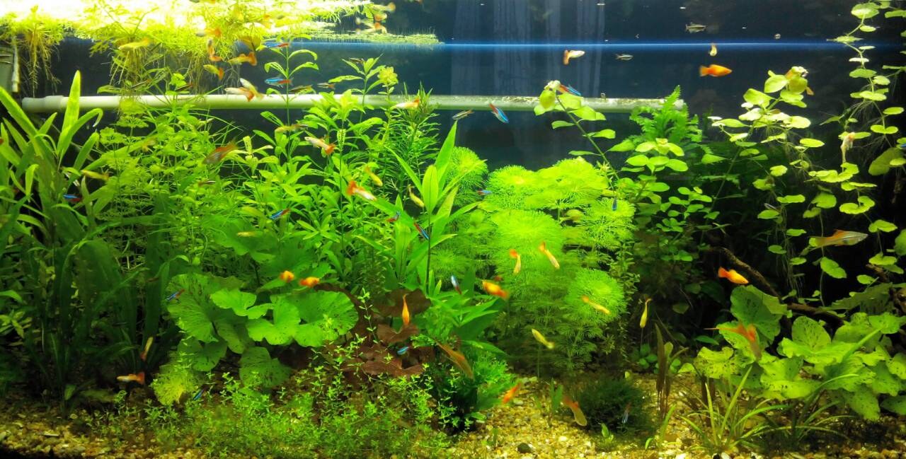 TropFish