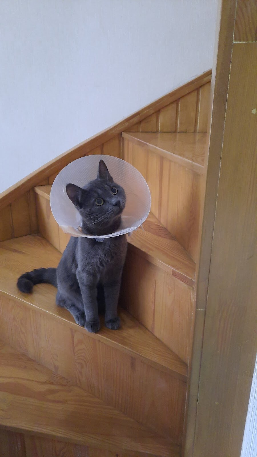 Котопёс