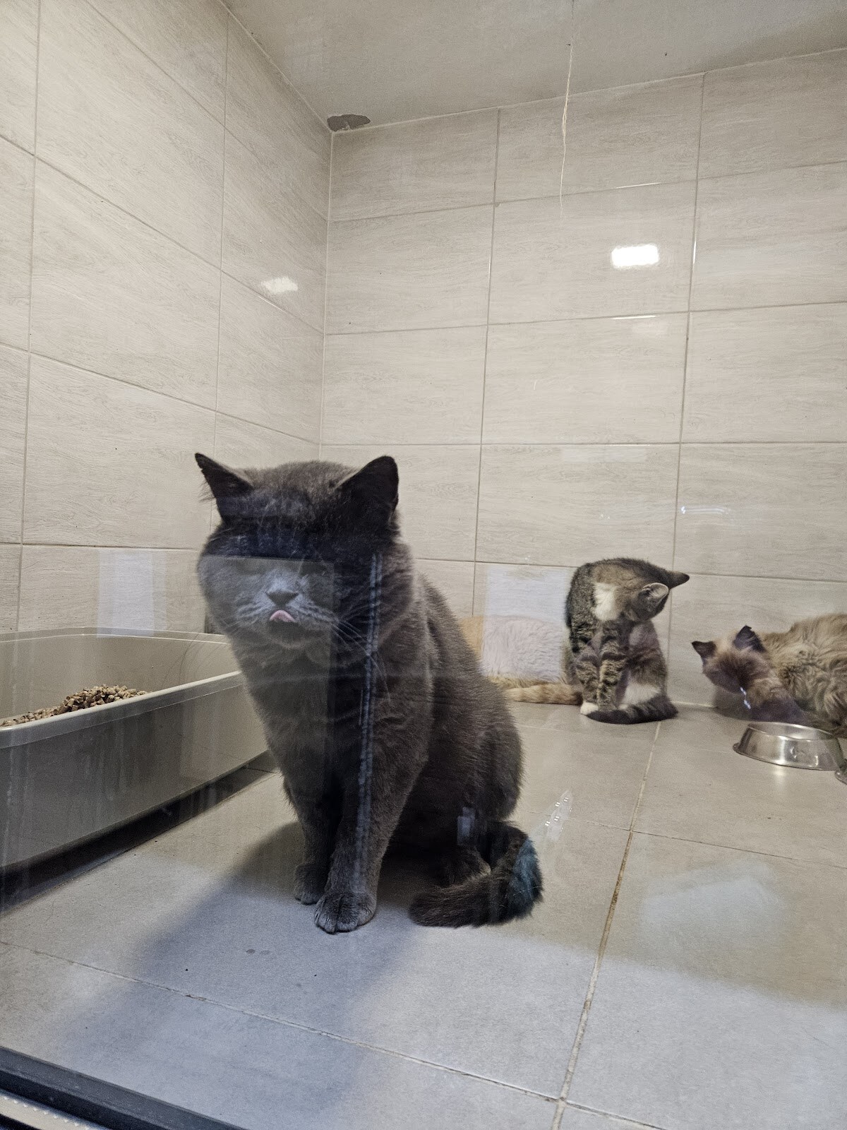 Patron Pet Center