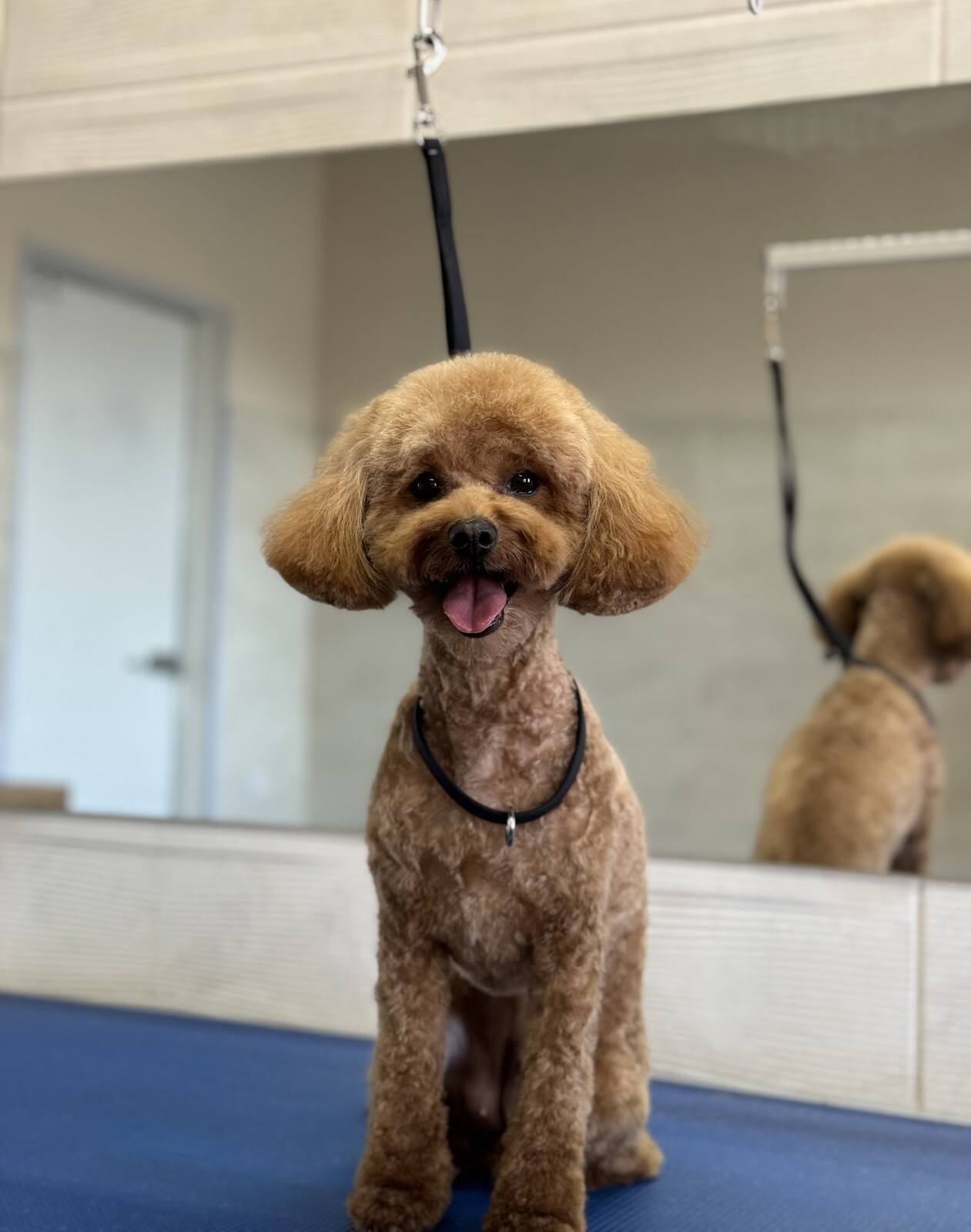 Capital Grooming