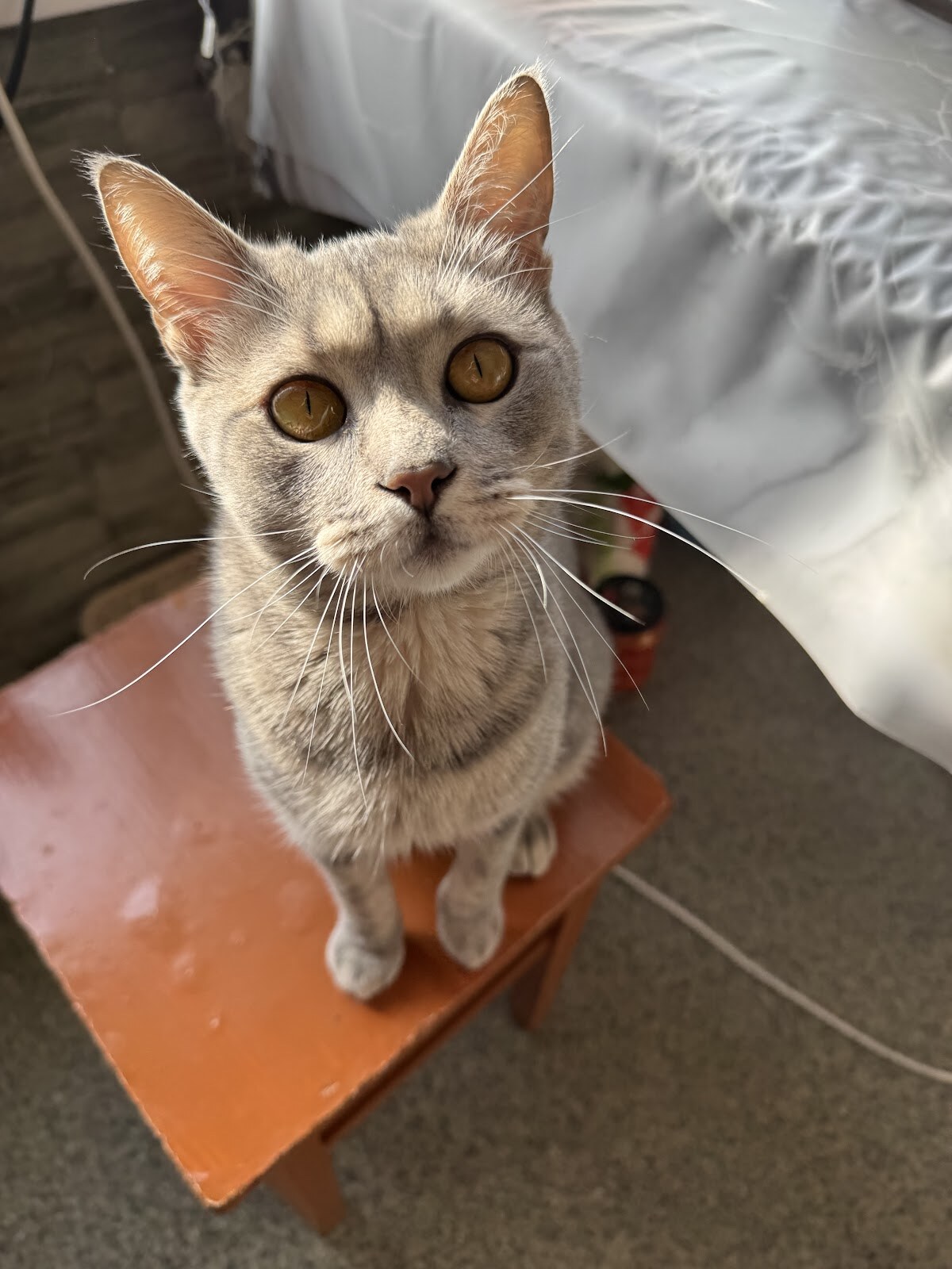 Vet Time