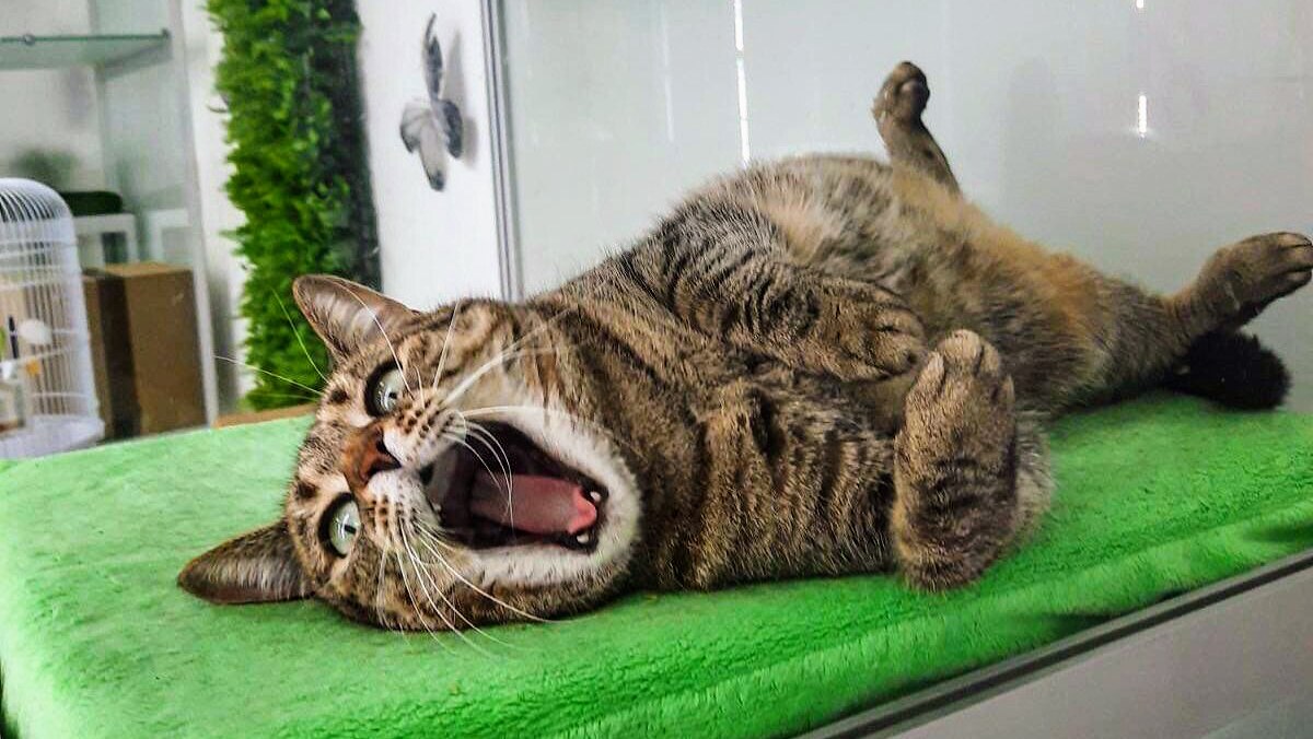 Мир Мяу