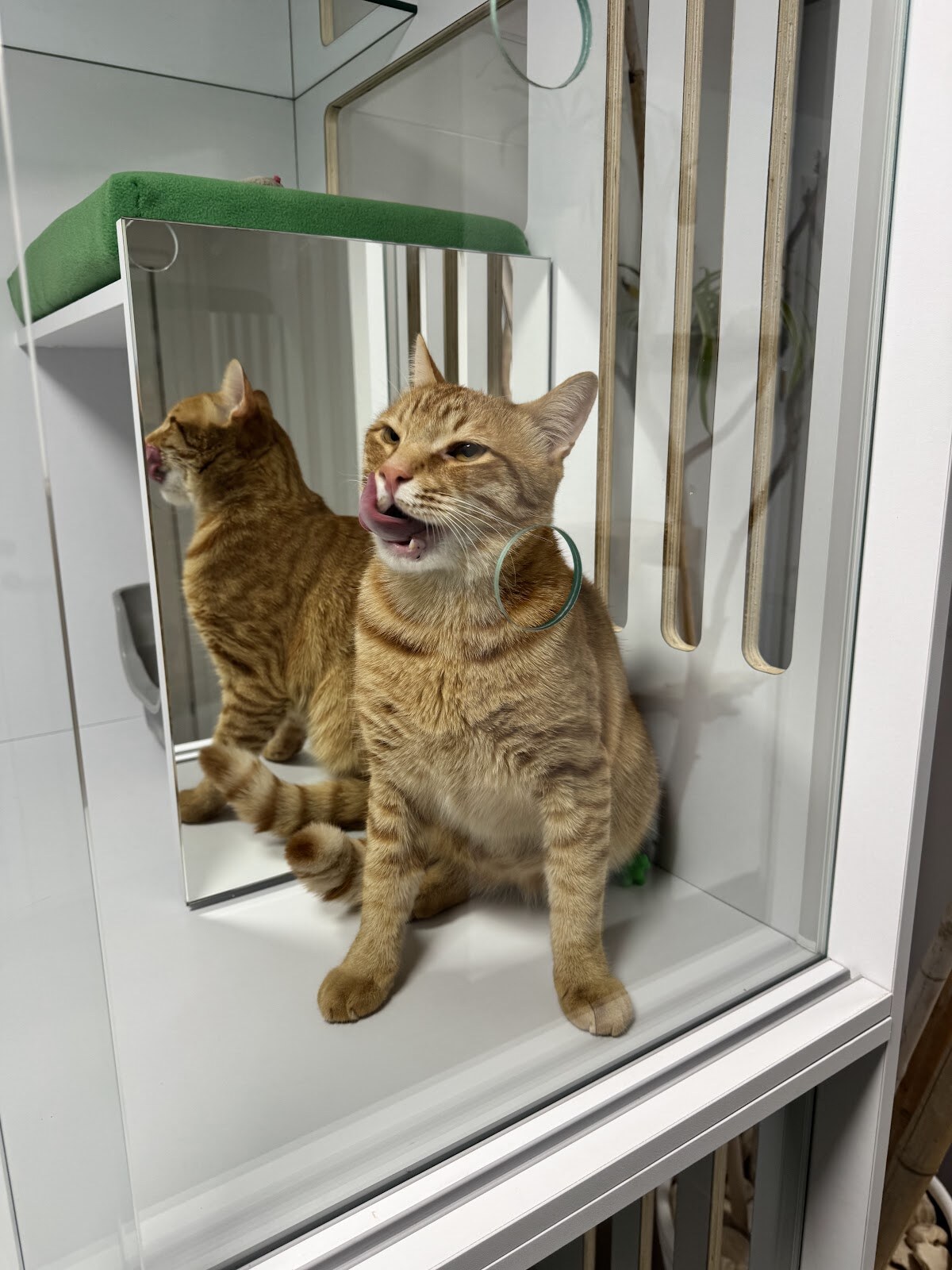 Мир Мяу