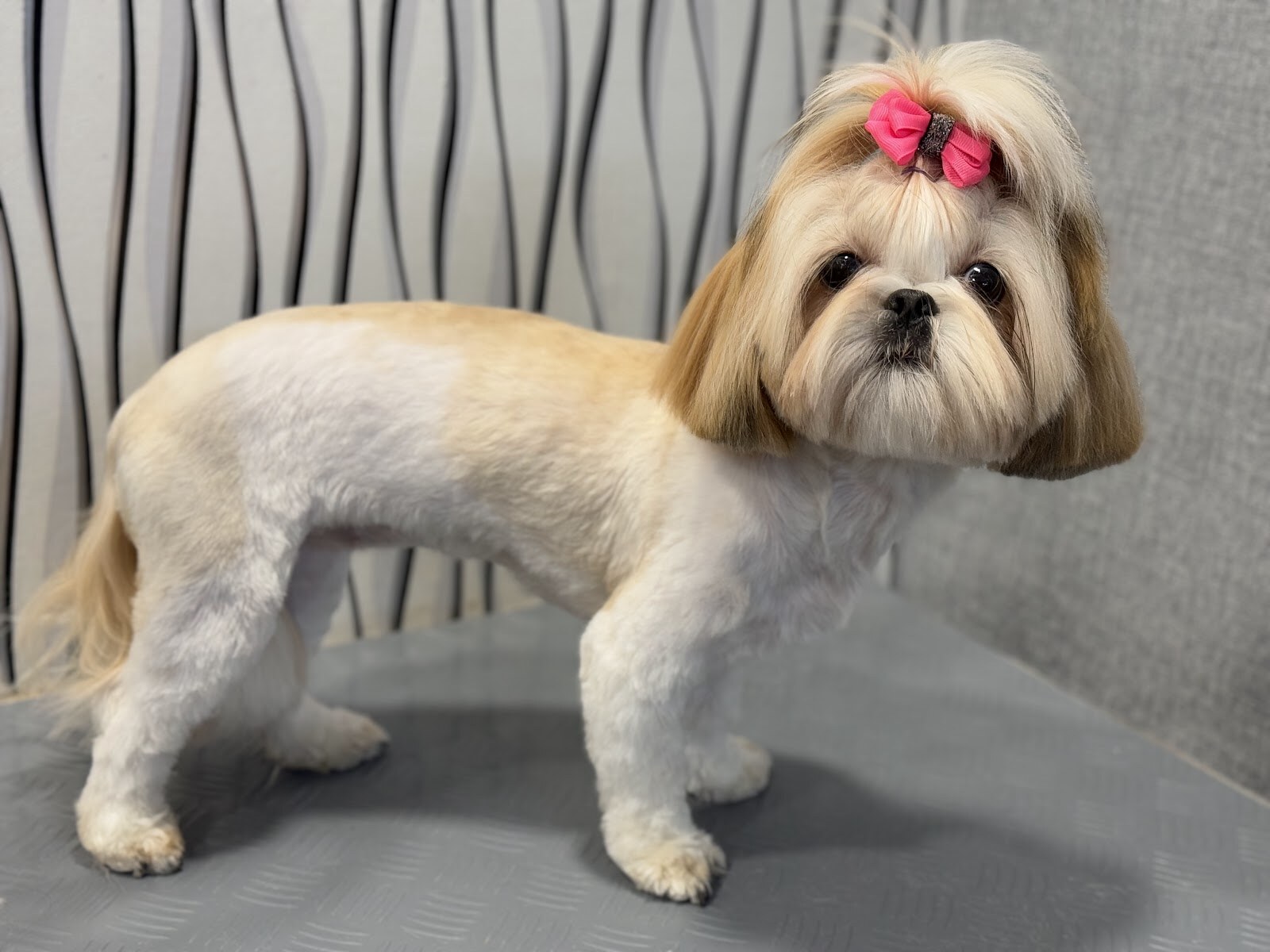 Грумінг Салон Betty Школа Грумінгу