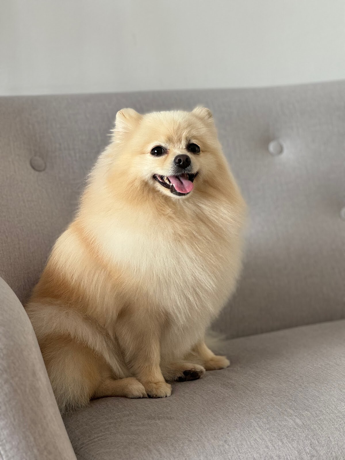 Amigos - Grooming Salon