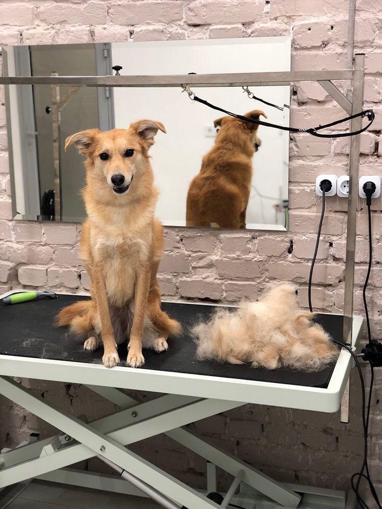 Hipaw грумінг салон