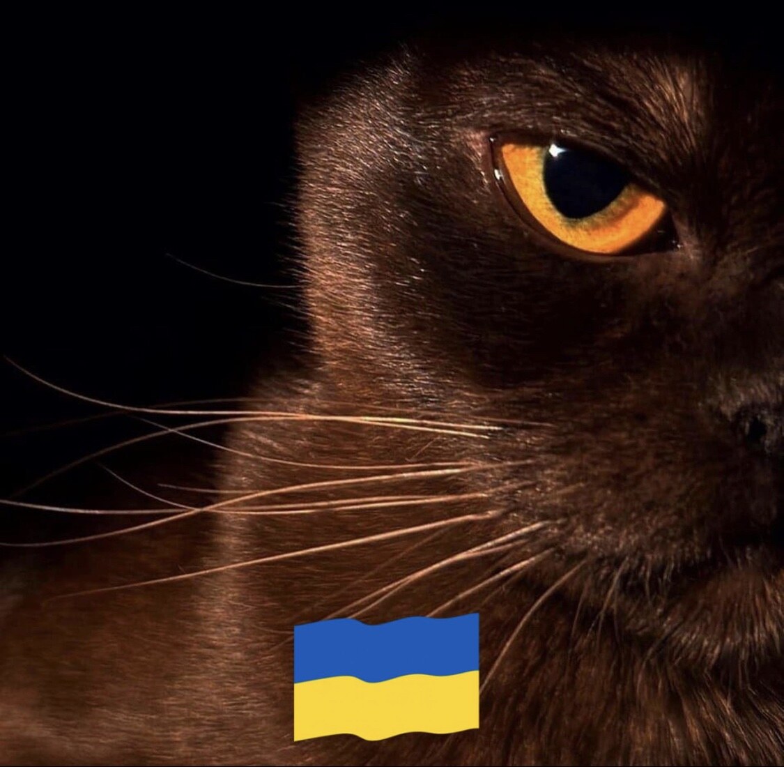 Розплідник Котів Європейської бурми MAKQUEEN*UA