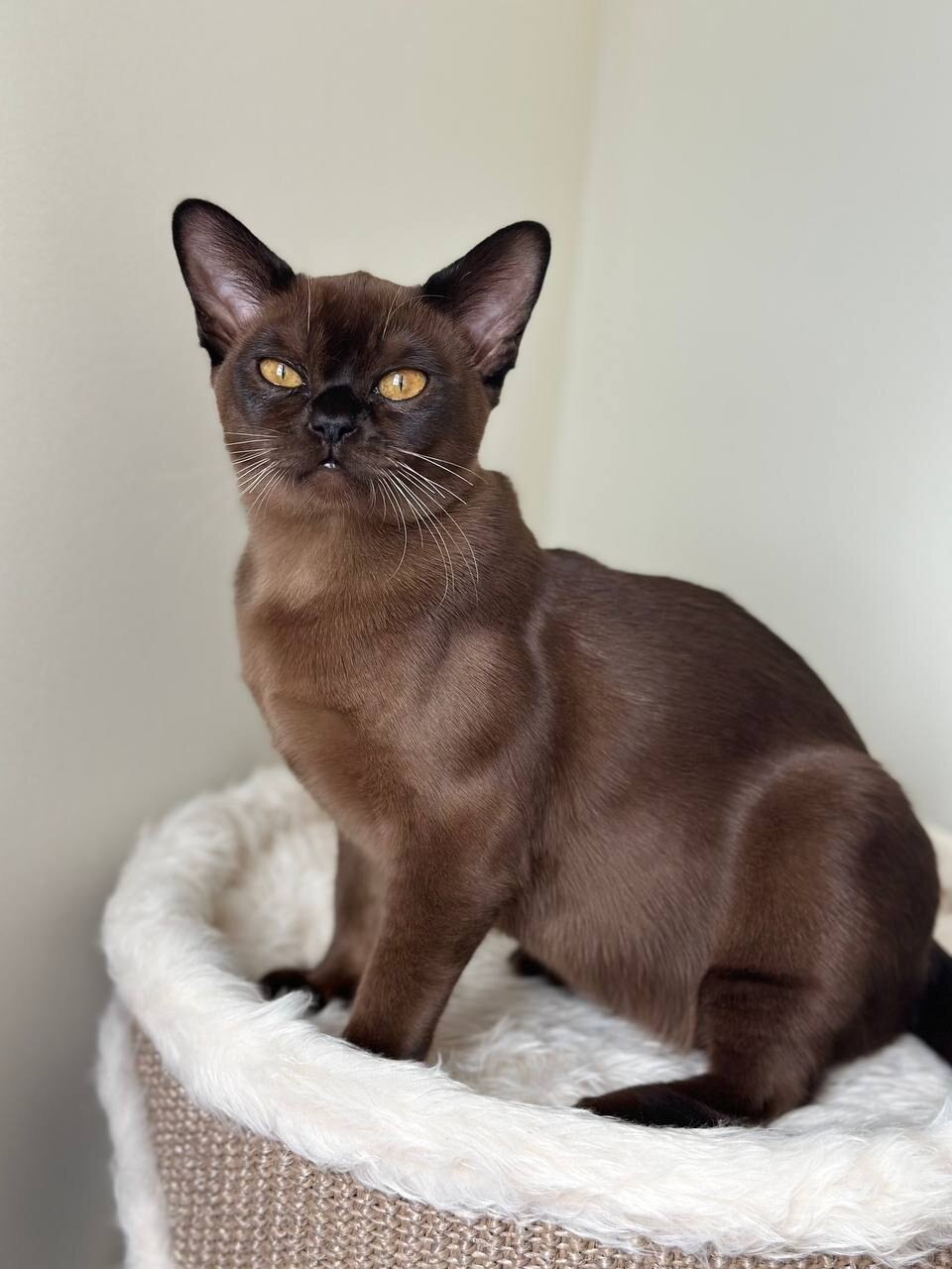 Розплідник Котів Європейської бурми MAKQUEEN*UA