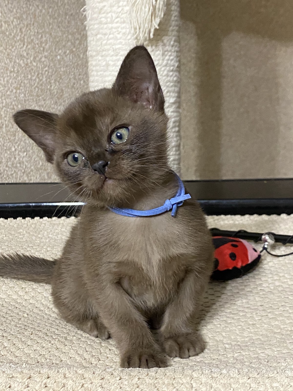 Розплідник Котів Європейської бурми MAKQUEEN*UA