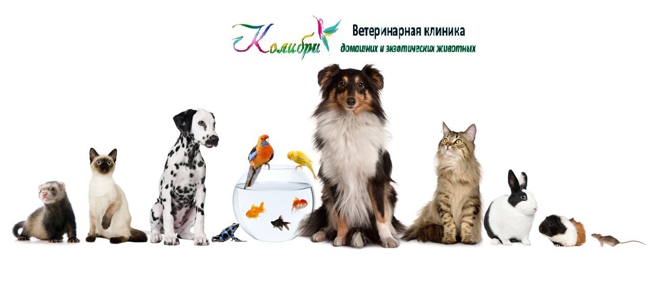 Колібрі
