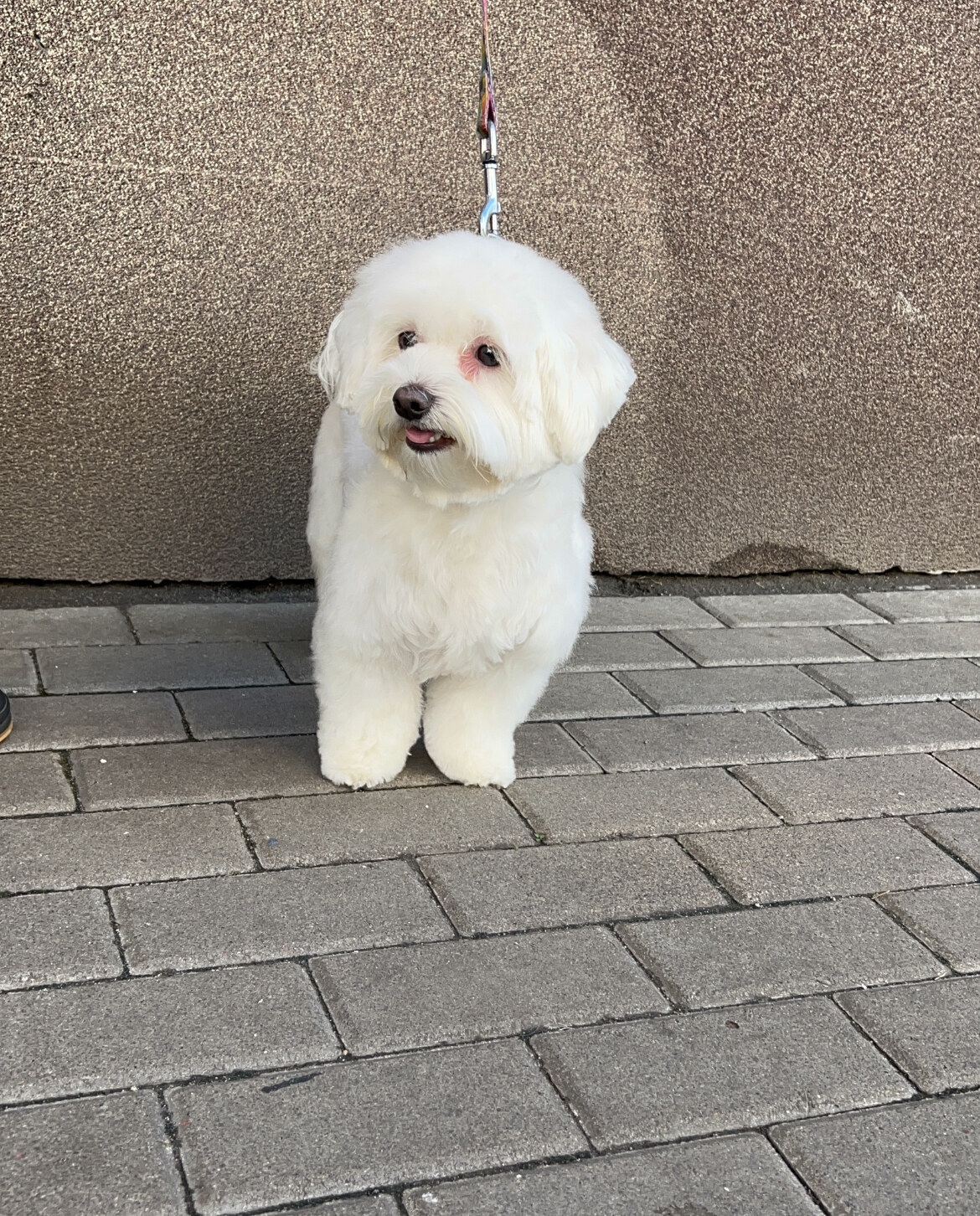 Leo Grooming Club