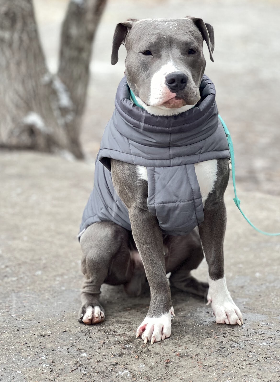 Дресирування собак MaliGuards Club K9