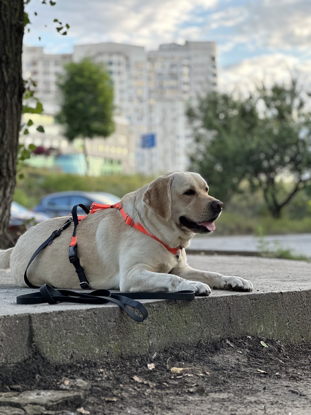 Дресирування собак MaliGuards Club K9