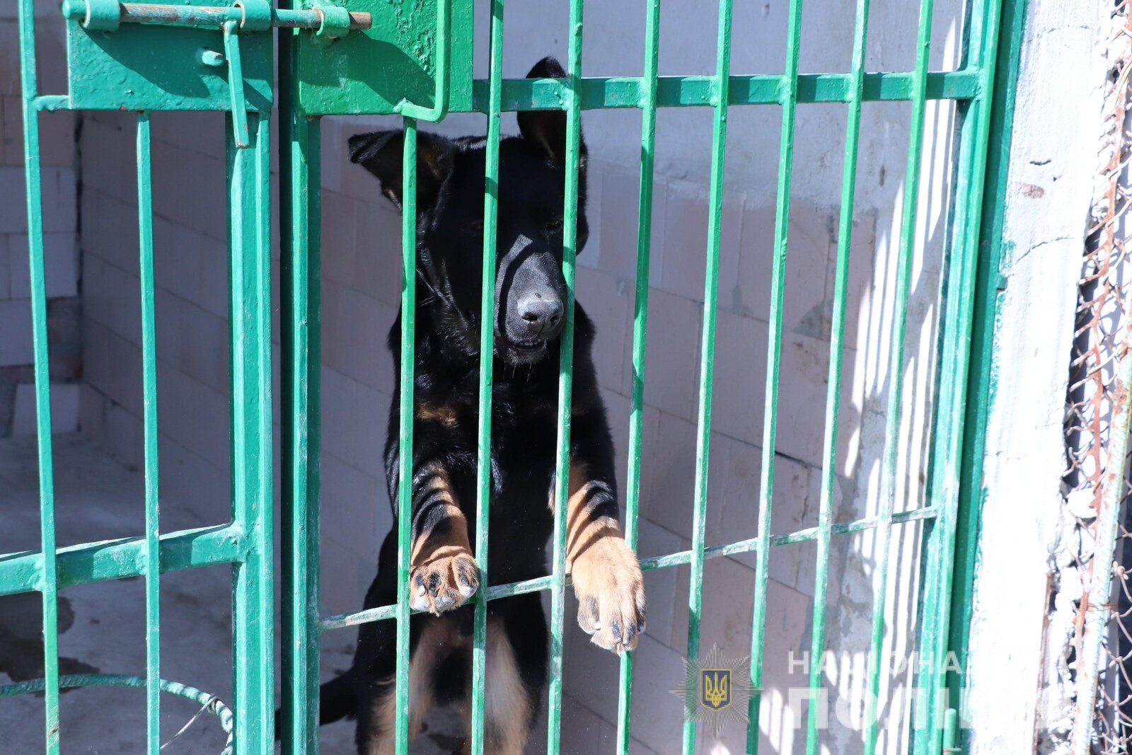 Кинологический центр