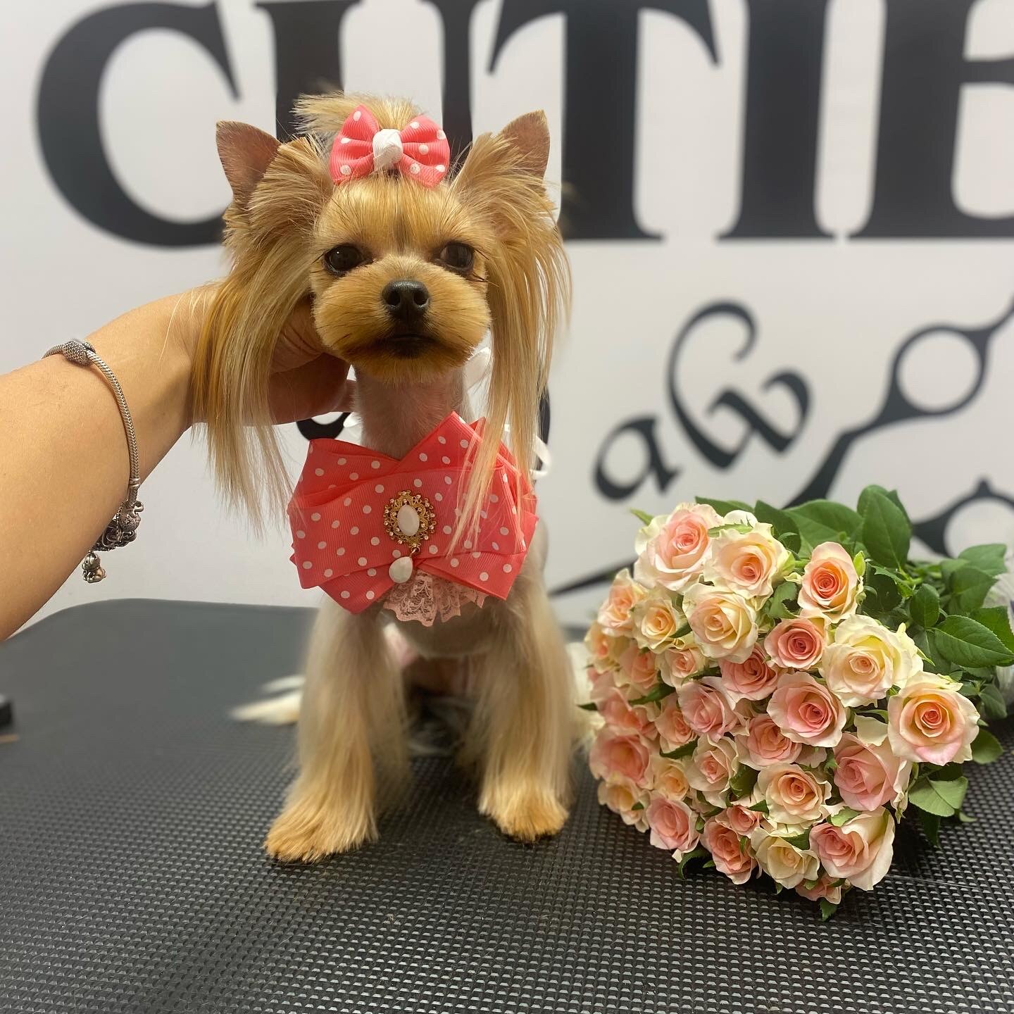 Груминг салон Cutie paw
