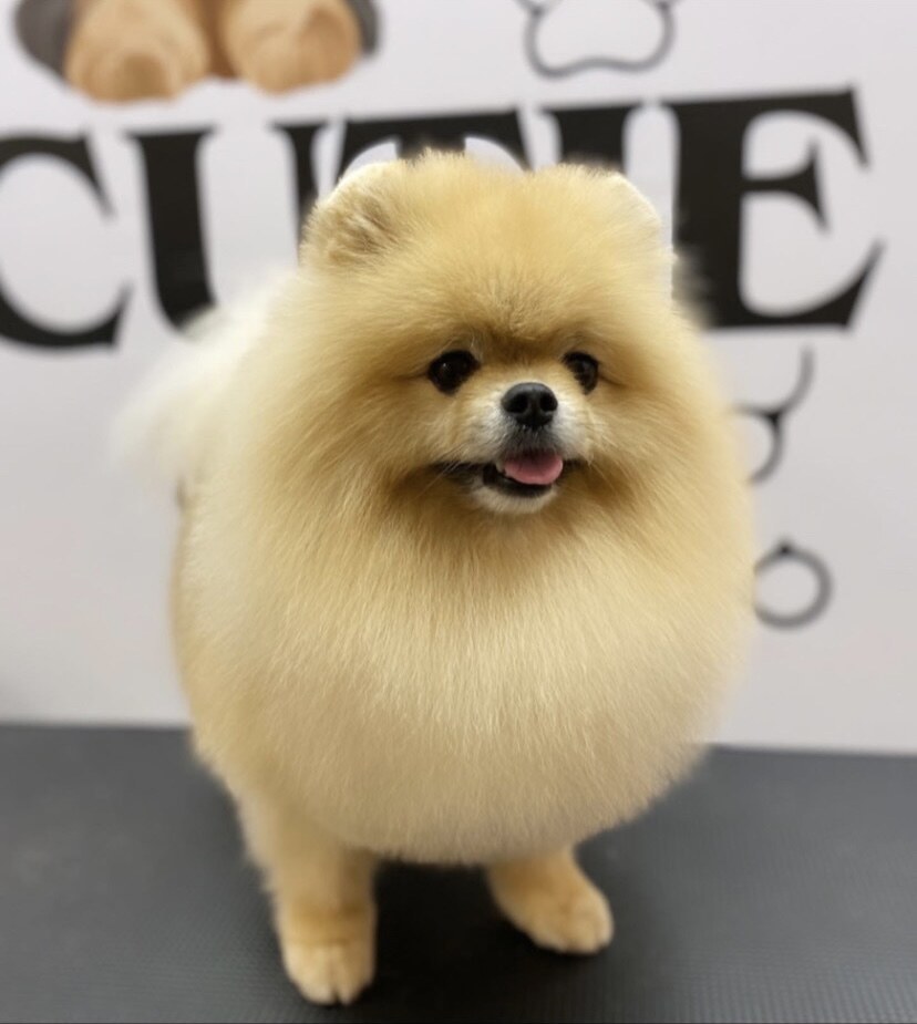 Груминг салон Cutie paw