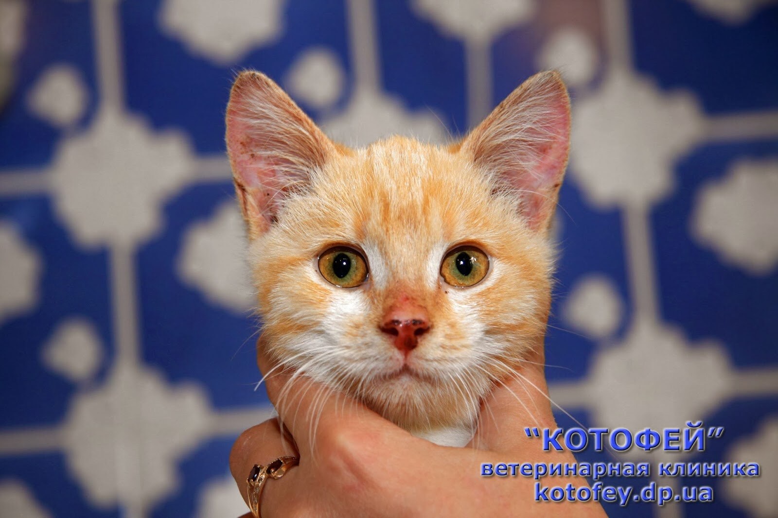 Ветеринарна клініка Котофей