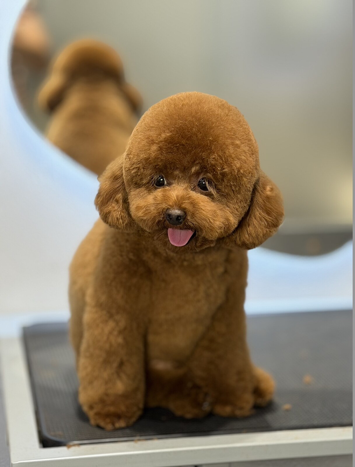 Grooming salon Ami Ami