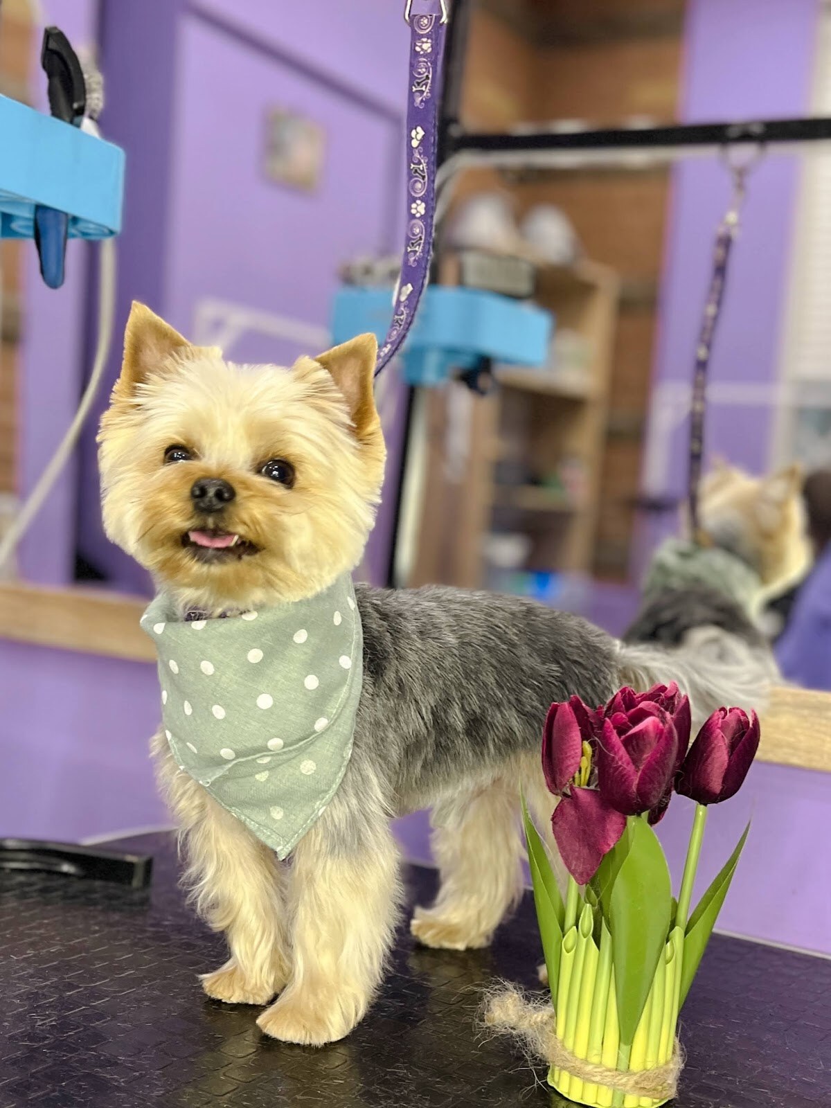 Pet groom