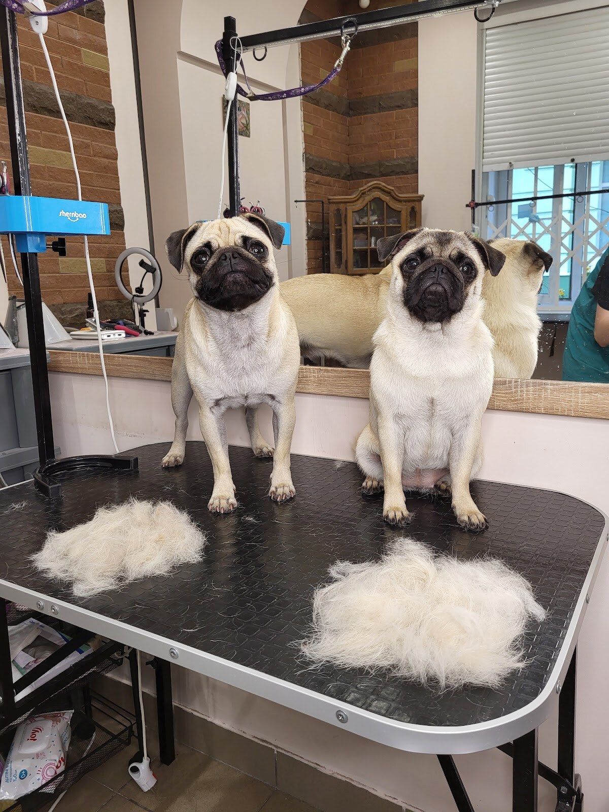 Pet groom