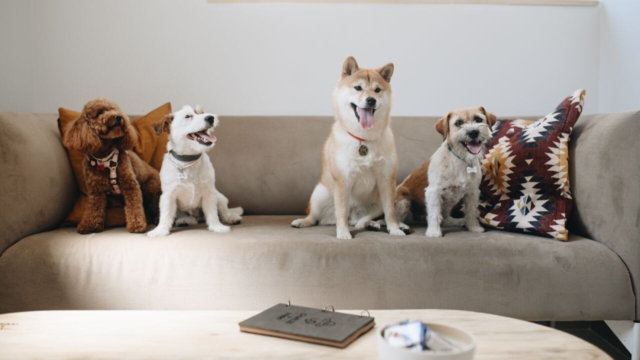 Грумінг салон «Charlie&Woof»