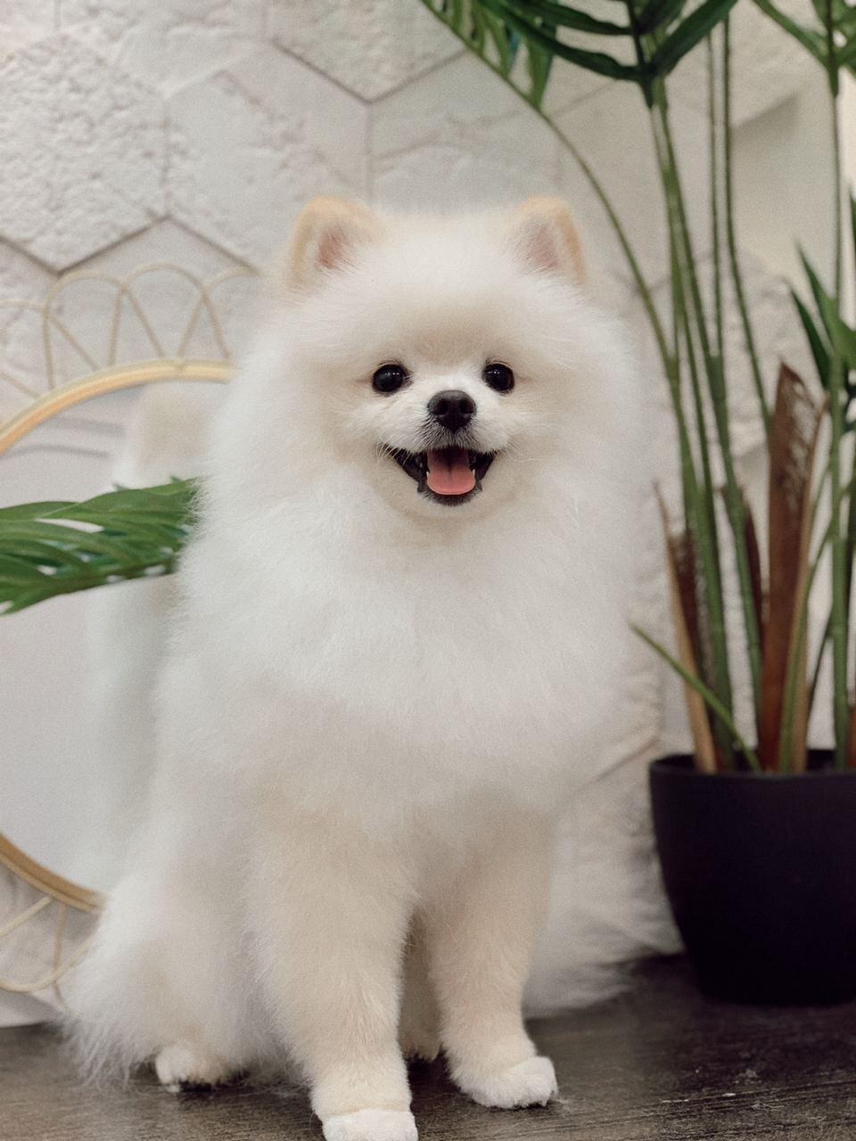 Стрижка собак