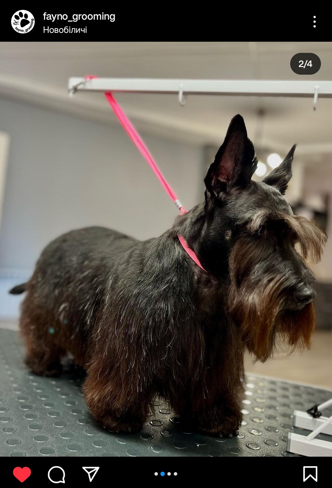 FAYNO Grooming & pet's care
